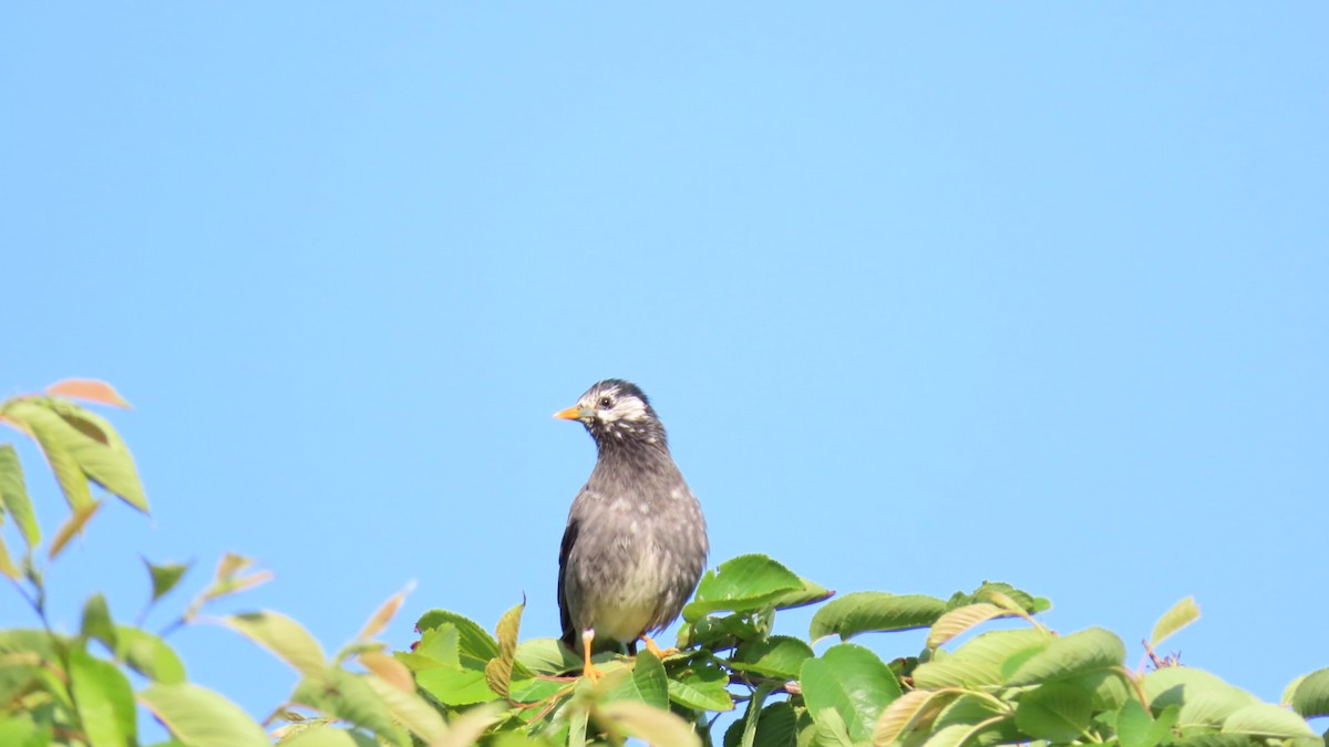 White-cheeked Starling - YUKIKO ISHIKAWA