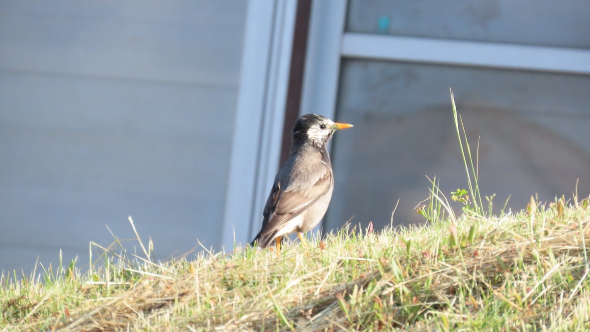 White-cheeked Starling - YUKIKO ISHIKAWA