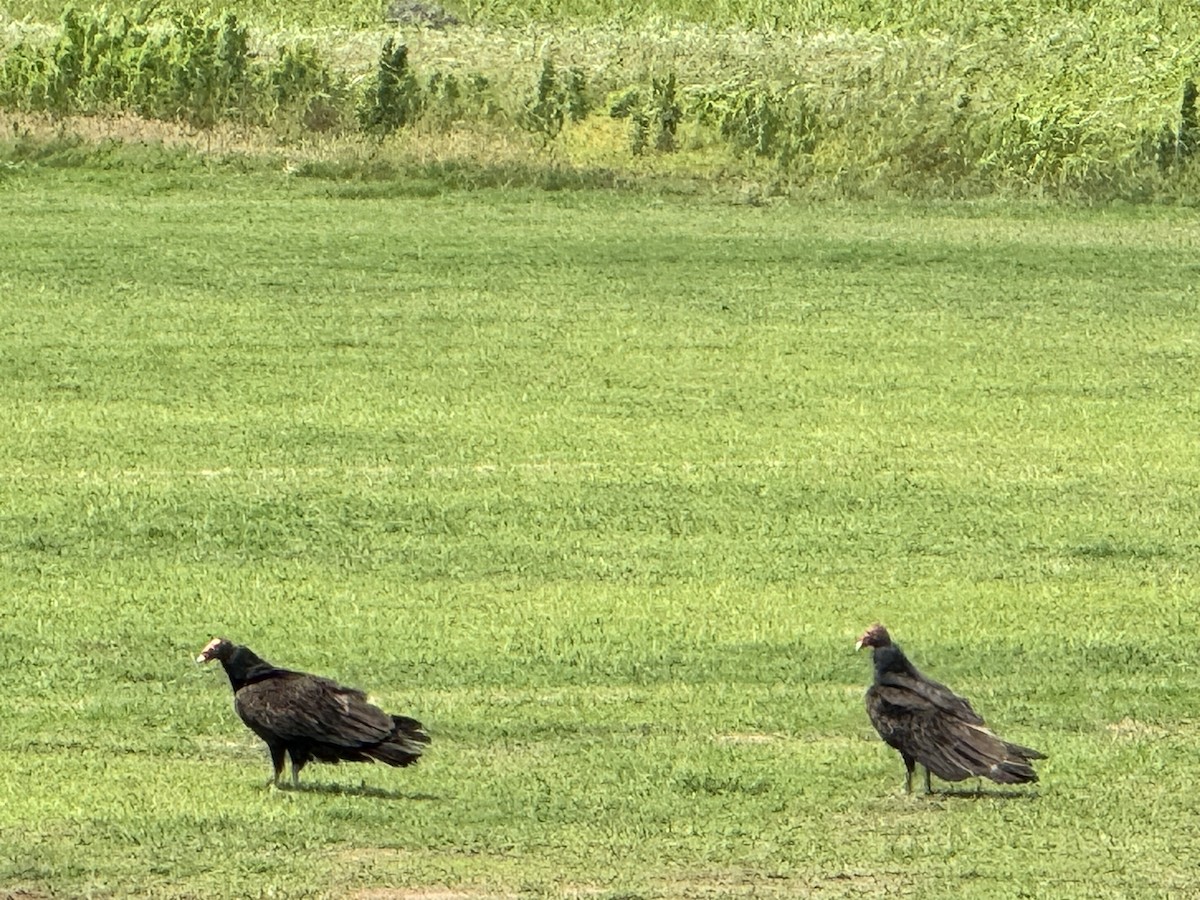 Turkey Vulture - ML619429640