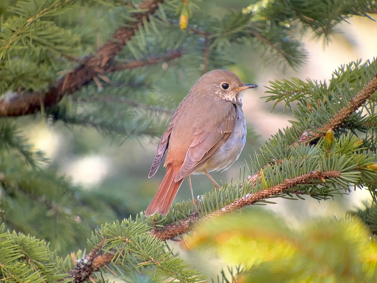 Hermit Thrush - Detlef Buettner