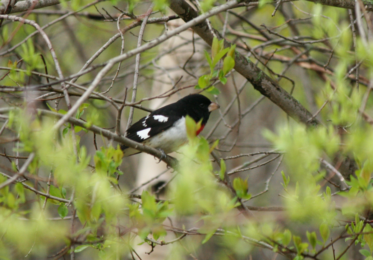 Rose-breasted Grosbeak - Muriel & Jennifer Mueller