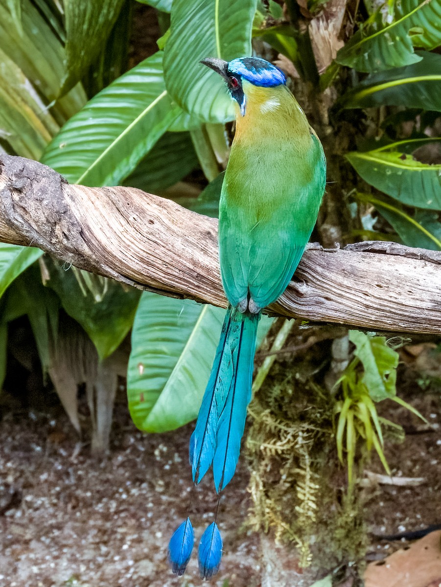 Lesson's Motmot - Imogen Warren