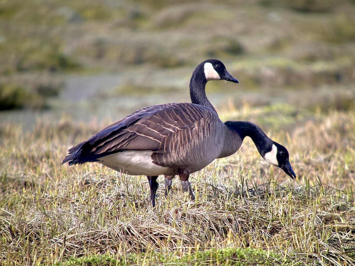 Canada Goose - Detlef Buettner