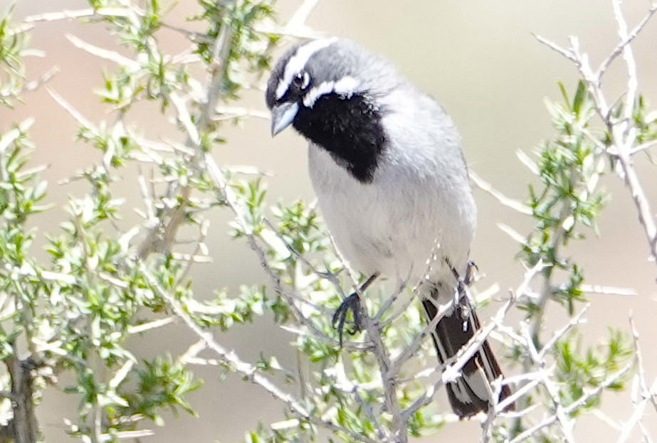Black-throated Sparrow - Peter Williams