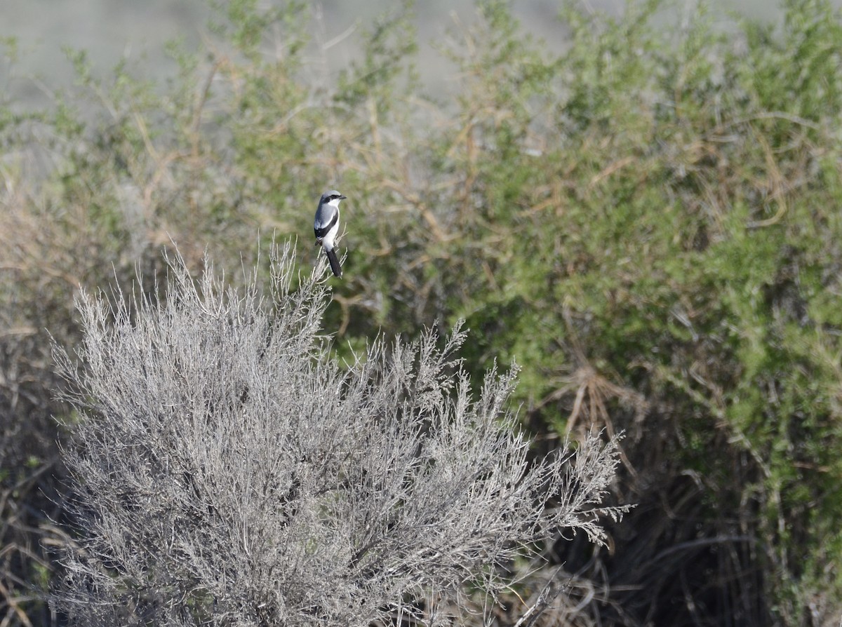 Loggerhead Shrike - Leah Waldner