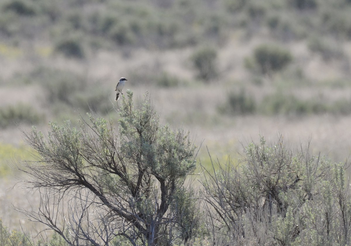 Loggerhead Shrike - Leah Waldner