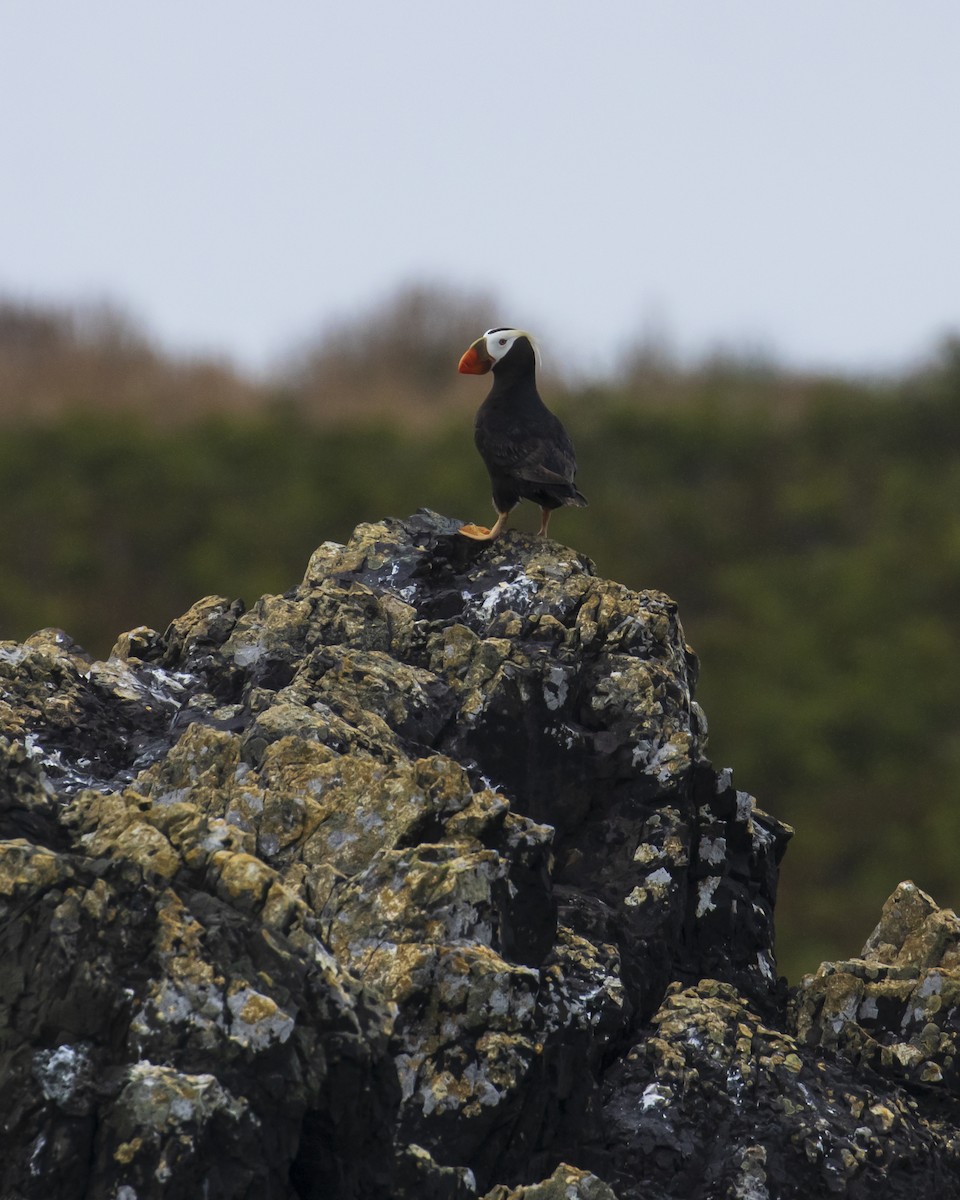 Tufted Puffin - Mark Sawyer