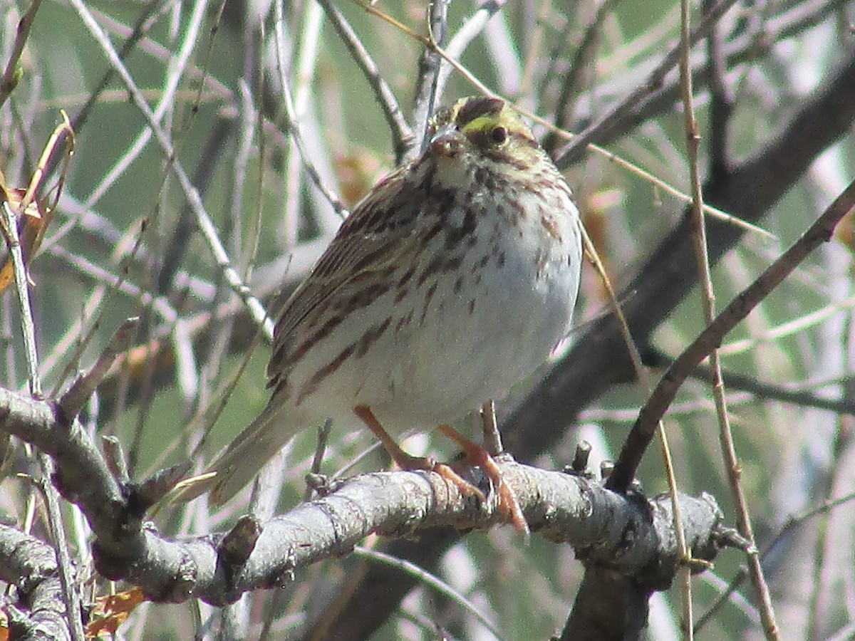 Savannah Sparrow - Felice  Lyons