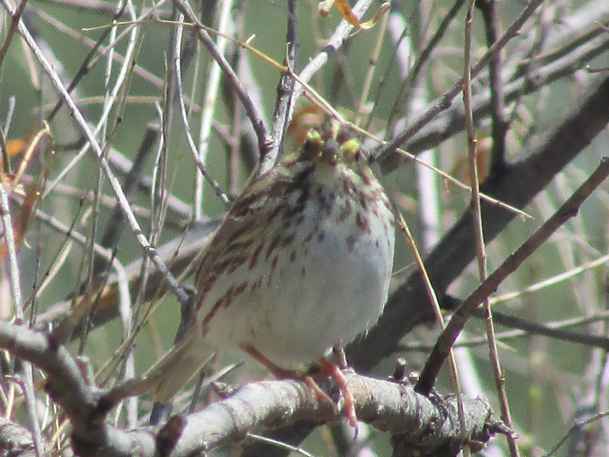 Savannah Sparrow - Felice  Lyons