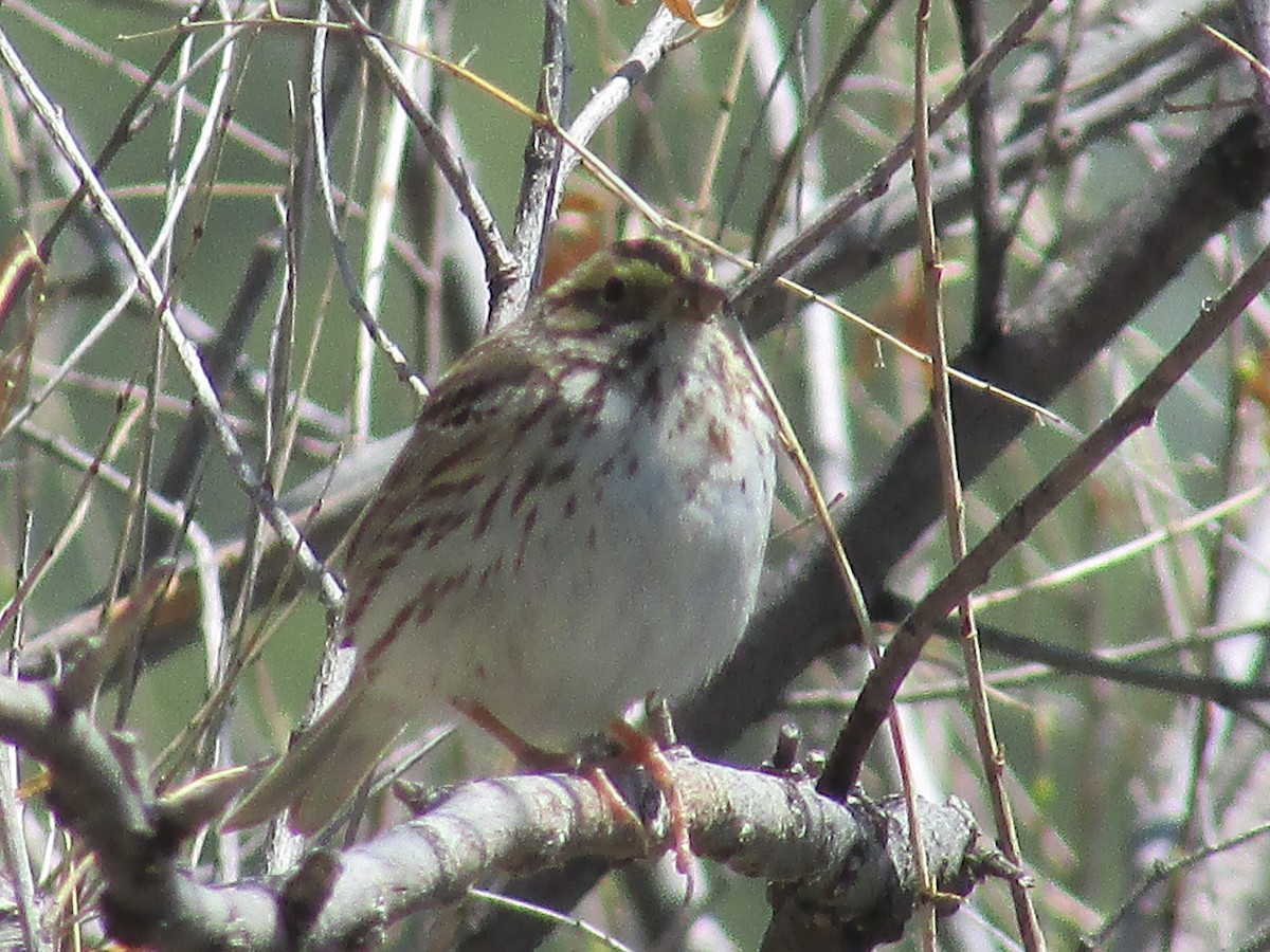 Savannah Sparrow - Felice  Lyons