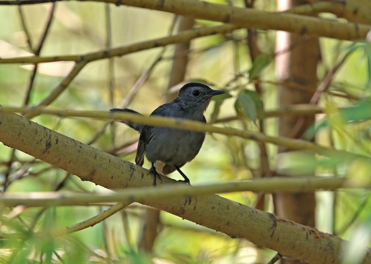 Gray Catbird - William Clark