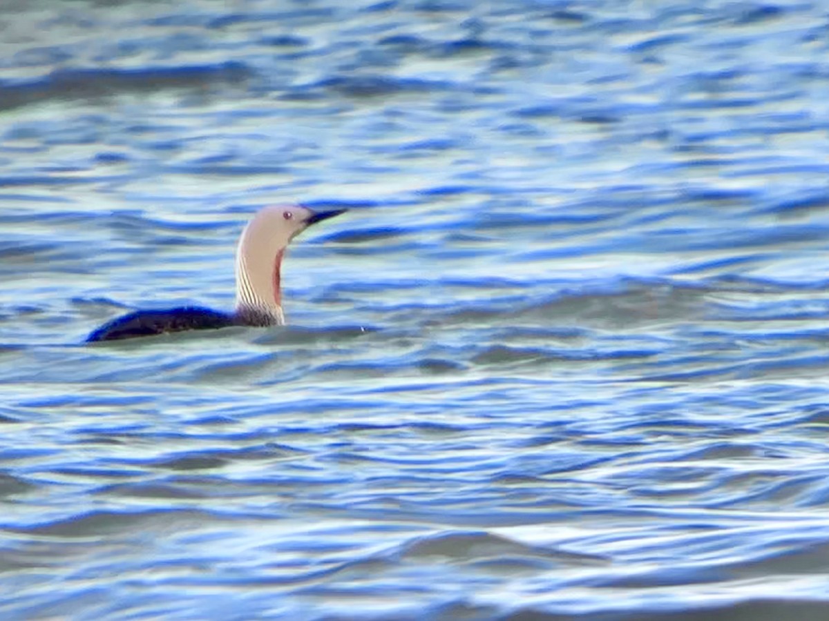 Red-throated Loon - Detlef Buettner