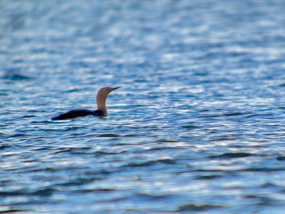 Red-throated Loon - Detlef Buettner