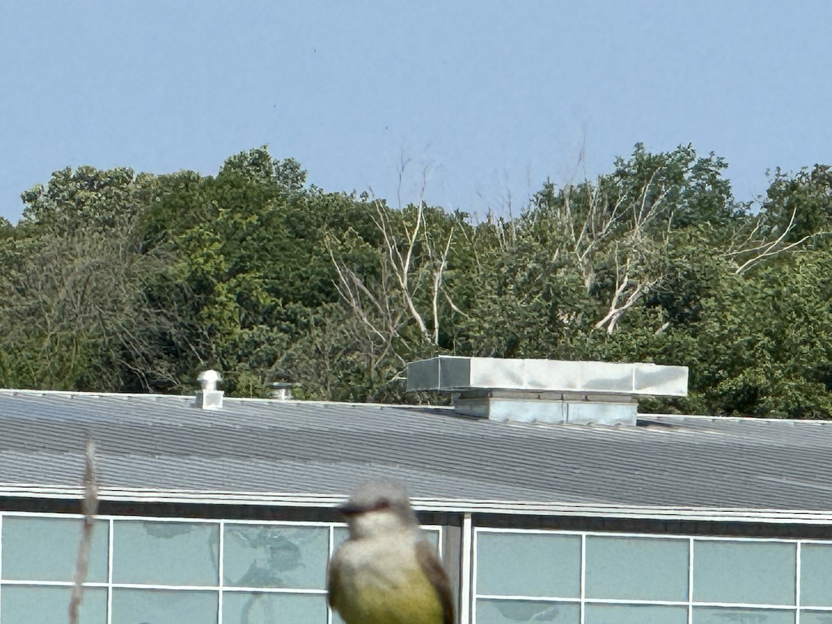 Western Kingbird - Julie Miller-Cribbs