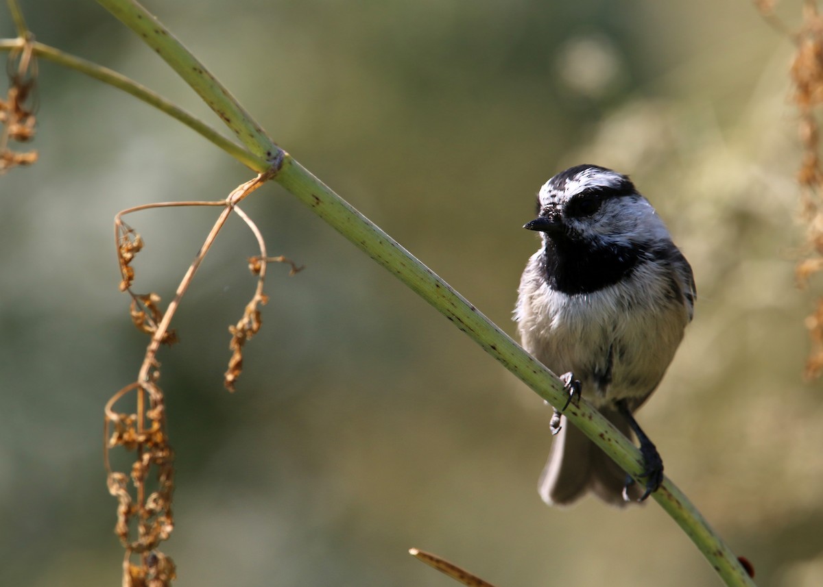 Mountain Chickadee - William Clark