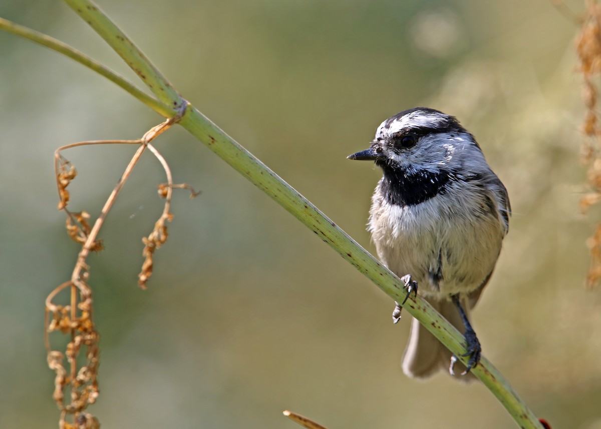 Mountain Chickadee - William Clark