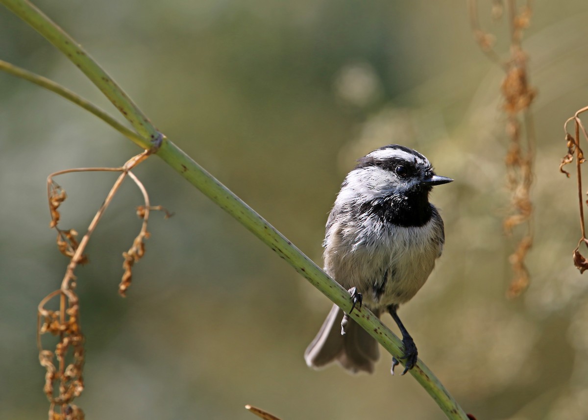 Mountain Chickadee - William Clark