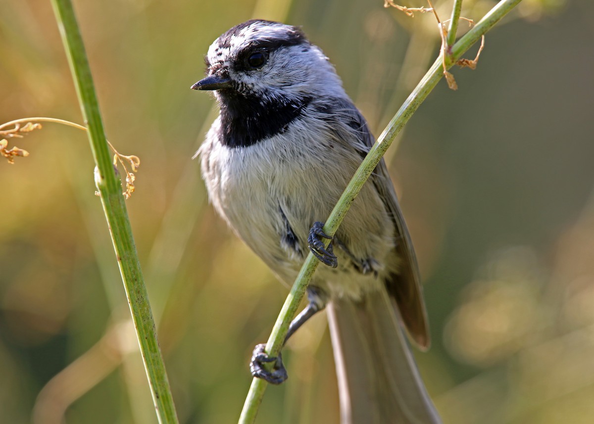 Mountain Chickadee - William Clark