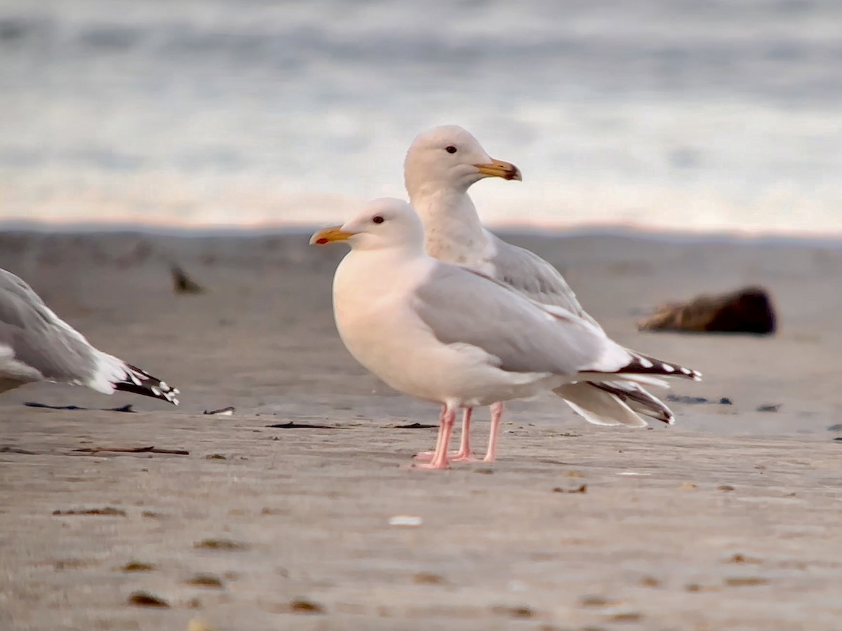 Iceland Gull (Thayer's) - Detlef Buettner