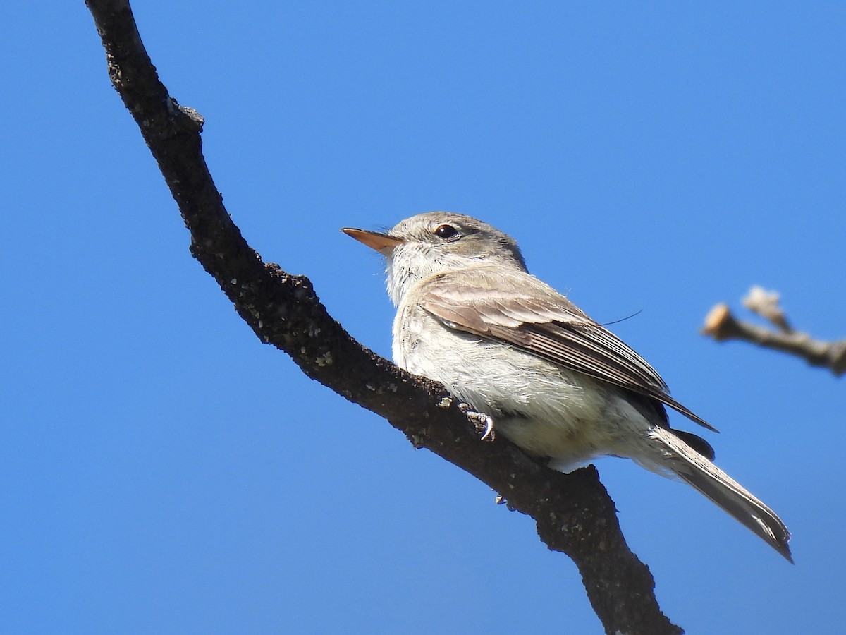 Gray Flycatcher - Dave Catterson