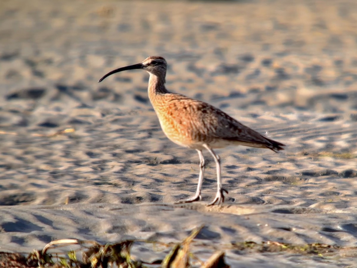 Whimbrel - Detlef Buettner