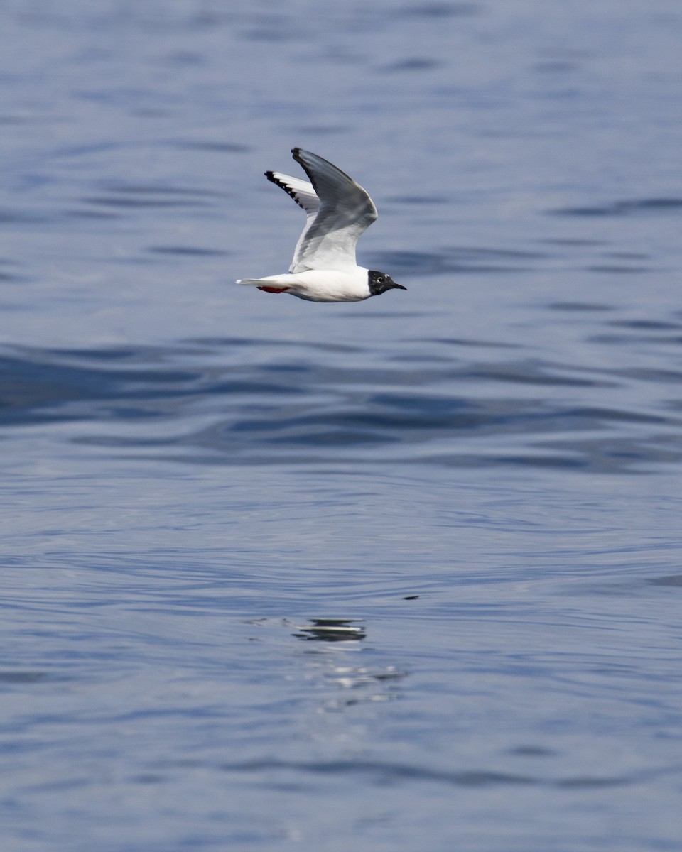 Bonaparte's Gull - Mark Sawyer