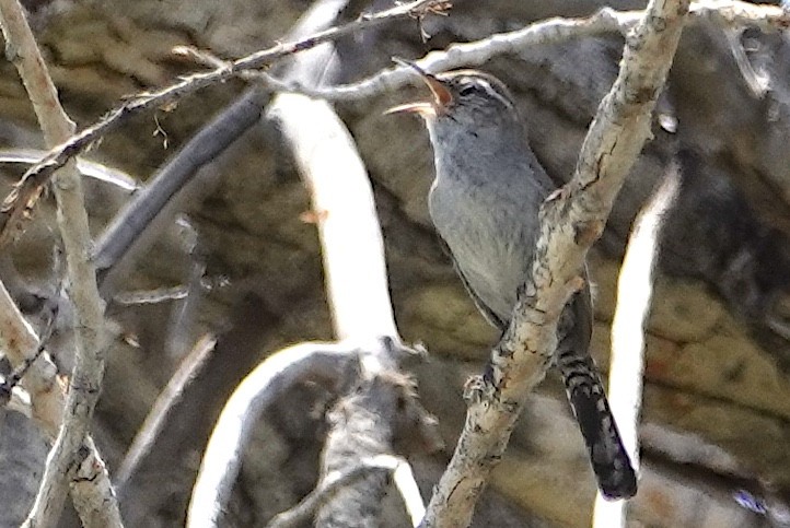 Bewick's Wren - Peter Williams