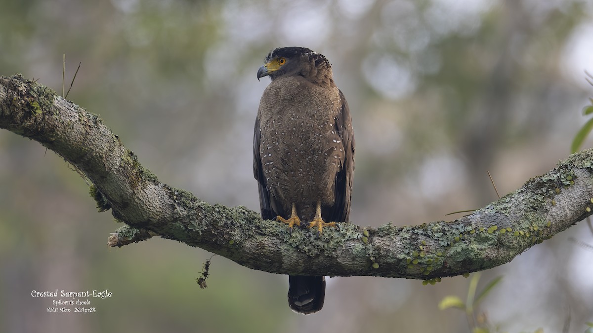 Crested Serpent-Eagle - Kenneth Cheong