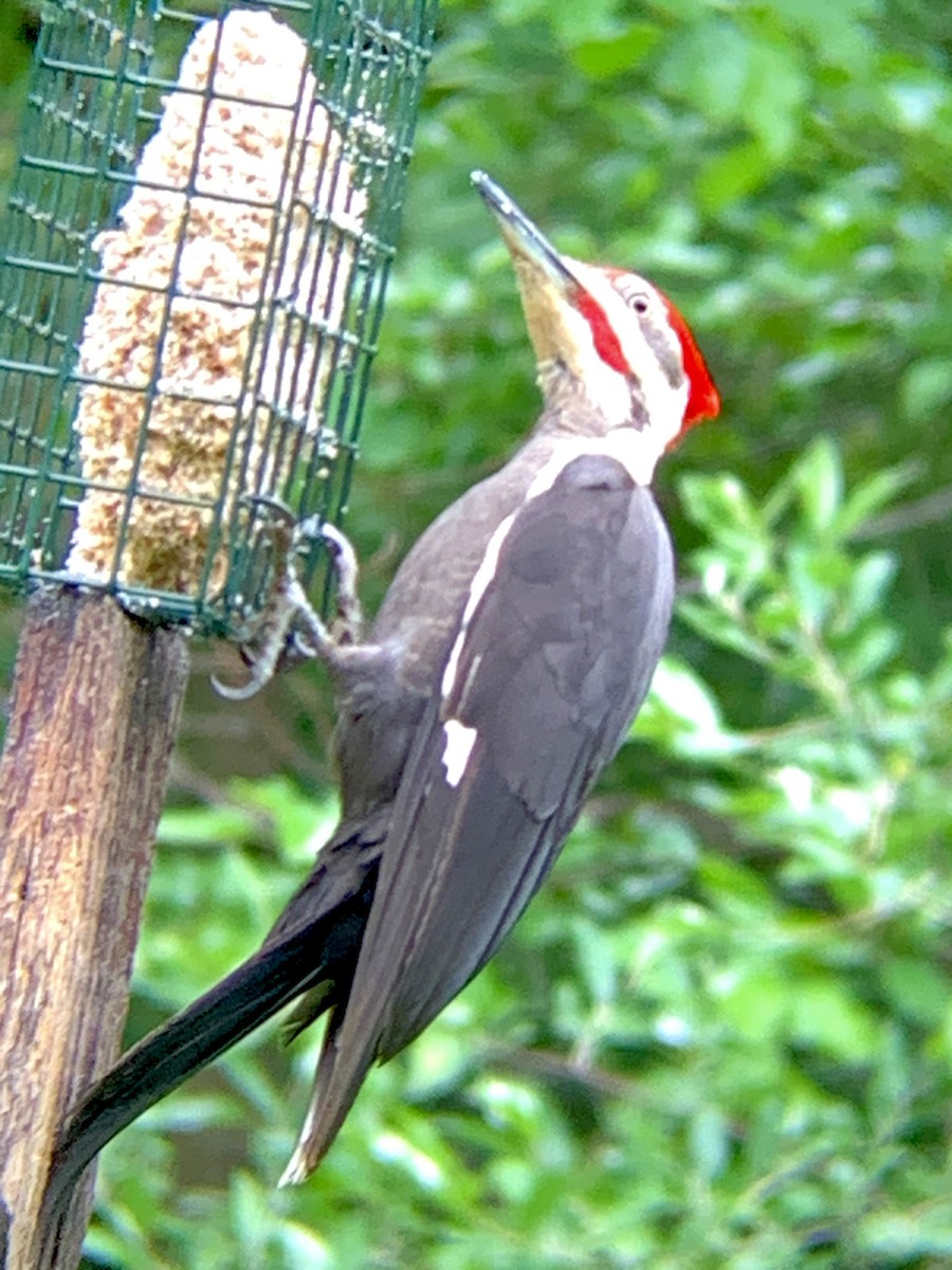 Pileated Woodpecker - Raymond Rosselot