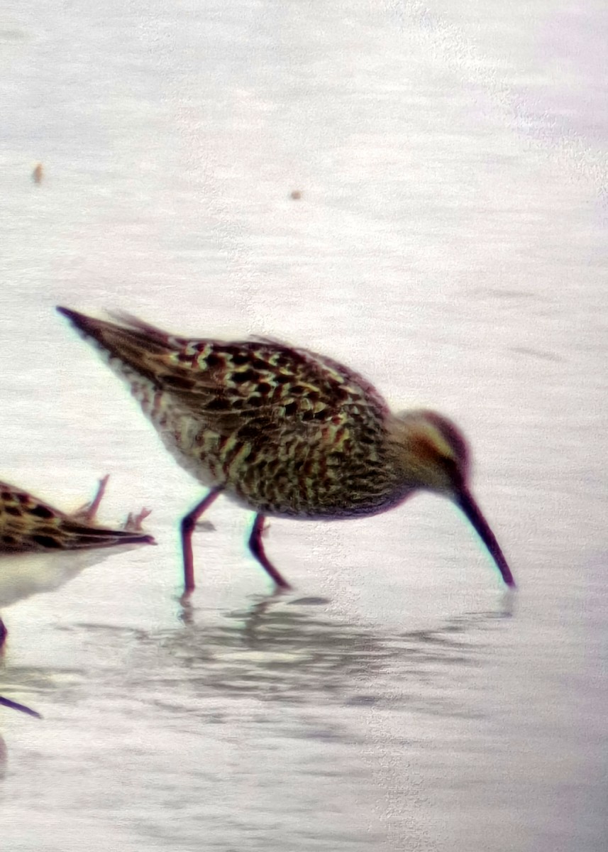 Stilt Sandpiper - BT Bantle