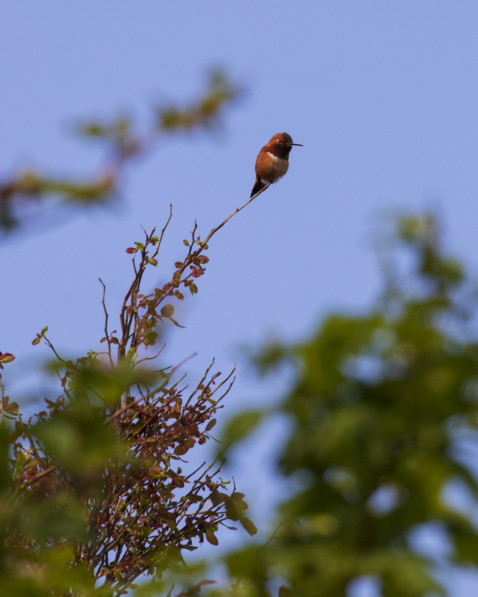 Rufous Hummingbird - Mark Sawyer
