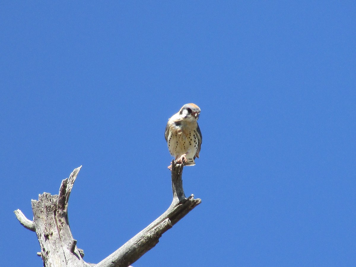 American Kestrel - Felice  Lyons