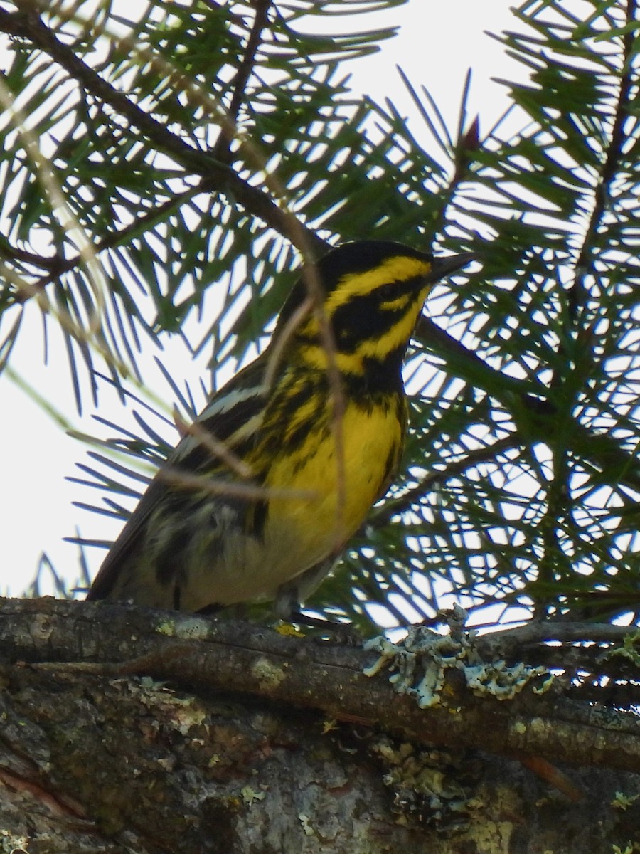 Townsend's Warbler - Dave Catterson