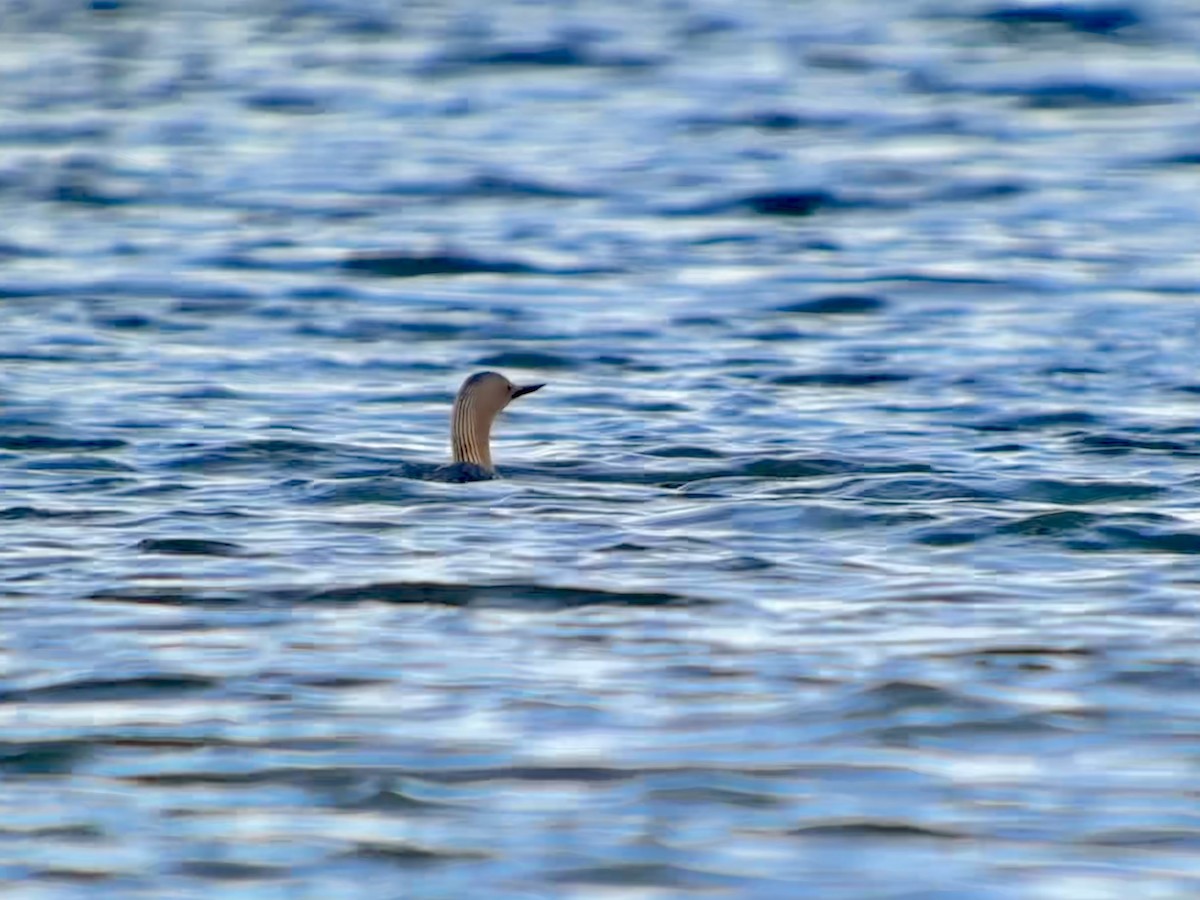 Red-throated Loon - Detlef Buettner