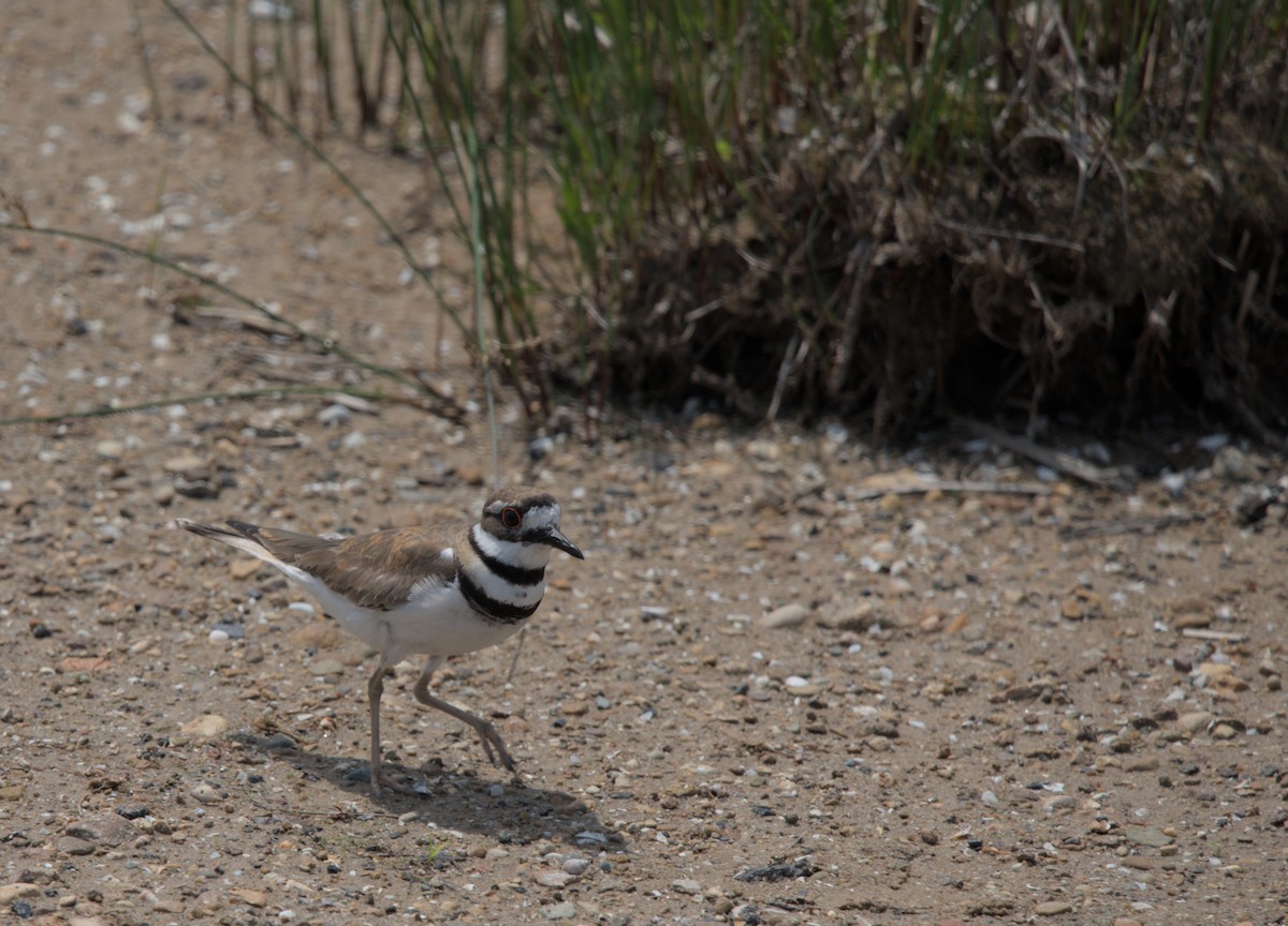 Killdeer - Sean McCann