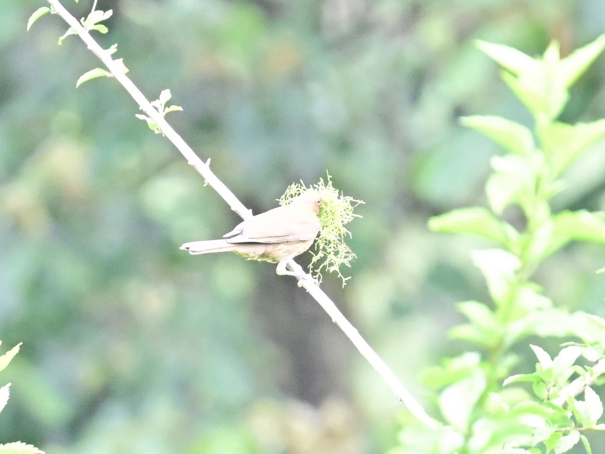 Clay-colored Thrush - Vivian Fung