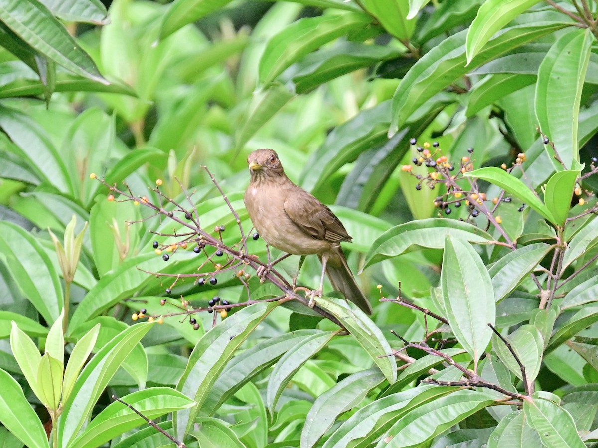 Clay-colored Thrush - Vivian Fung