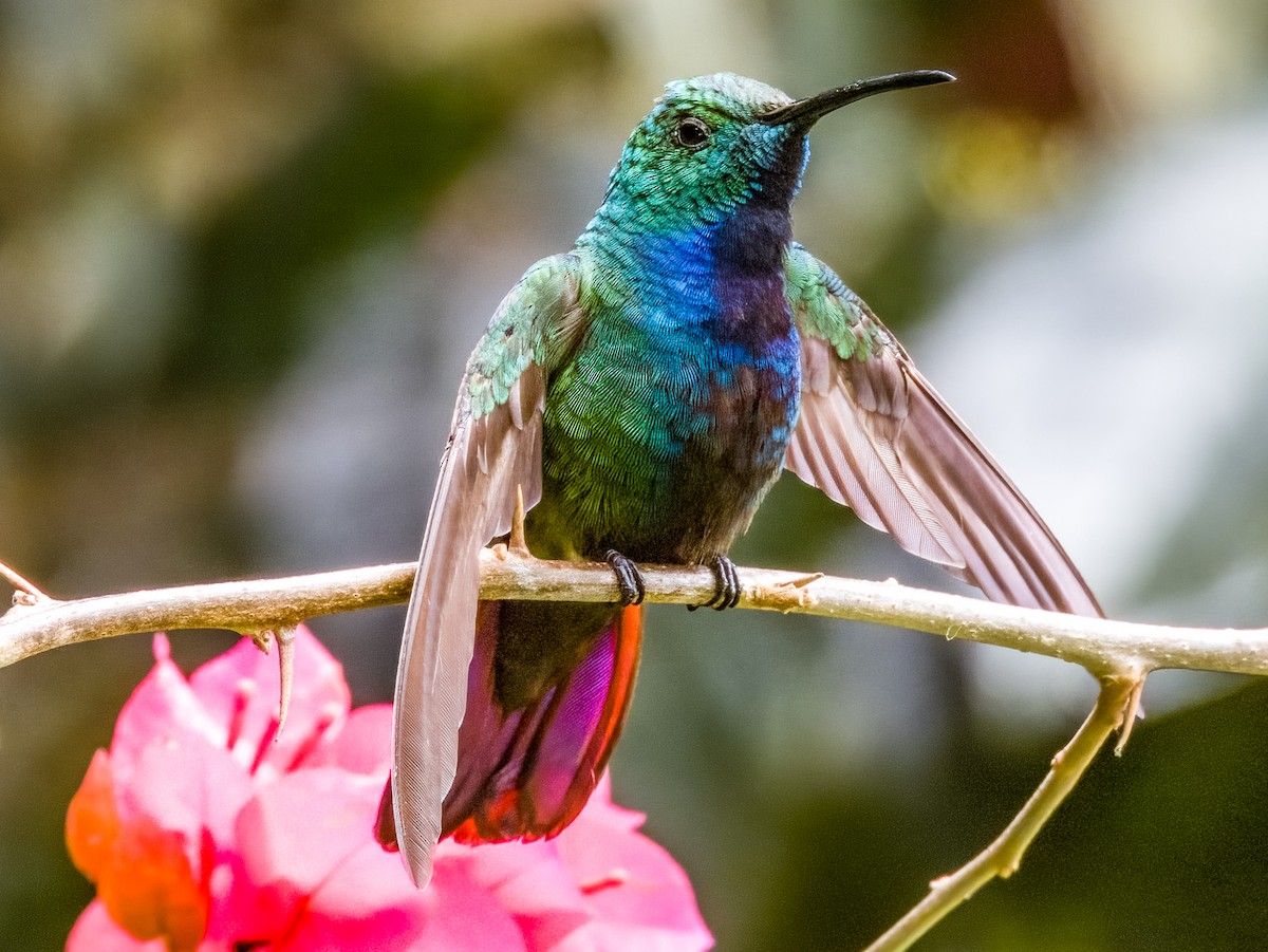 Colibri à queue bronzée - ML619429783