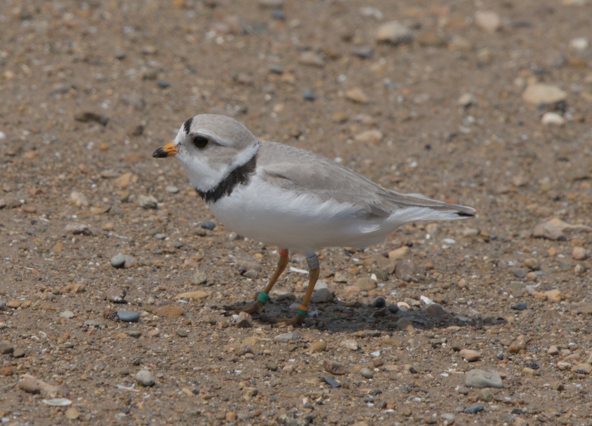 Piping Plover - Sean McCann