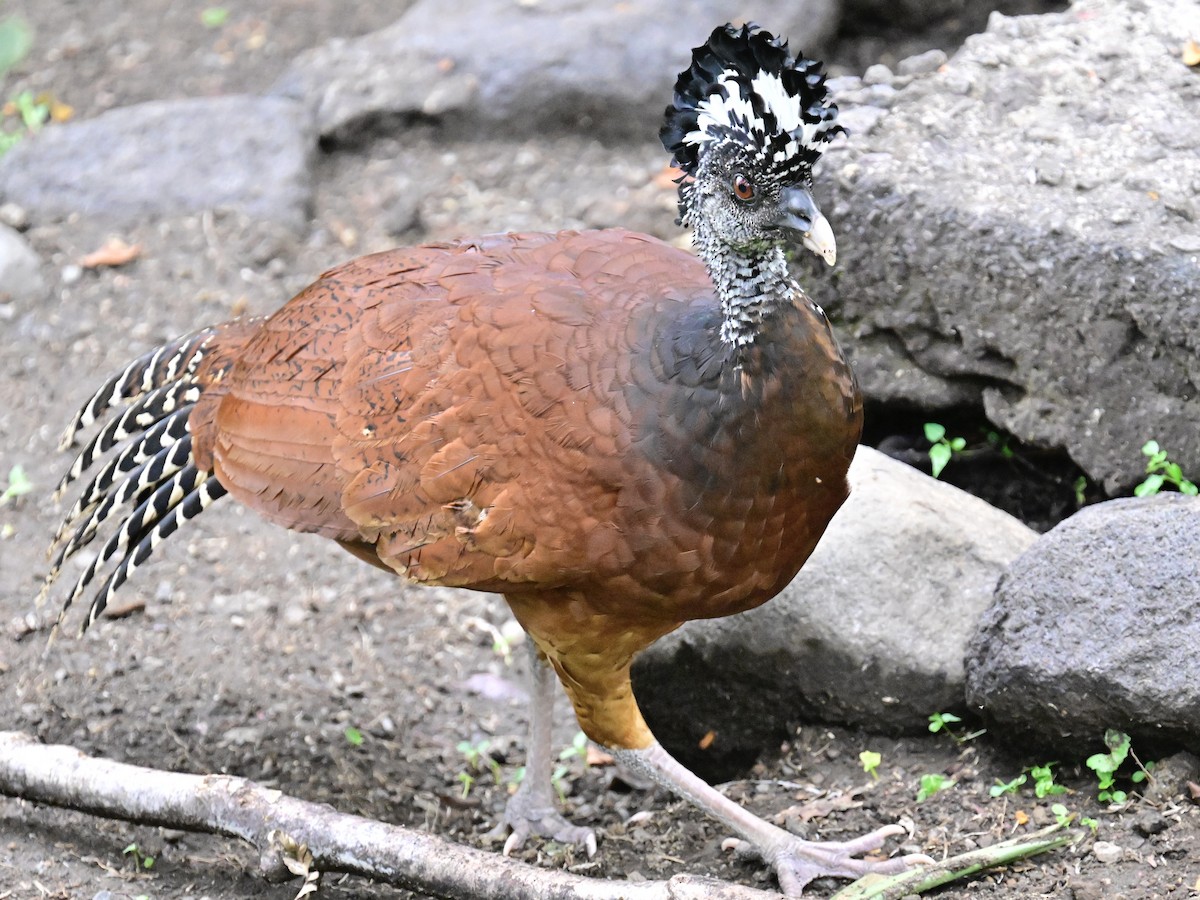 Great Curassow - Vivian Fung