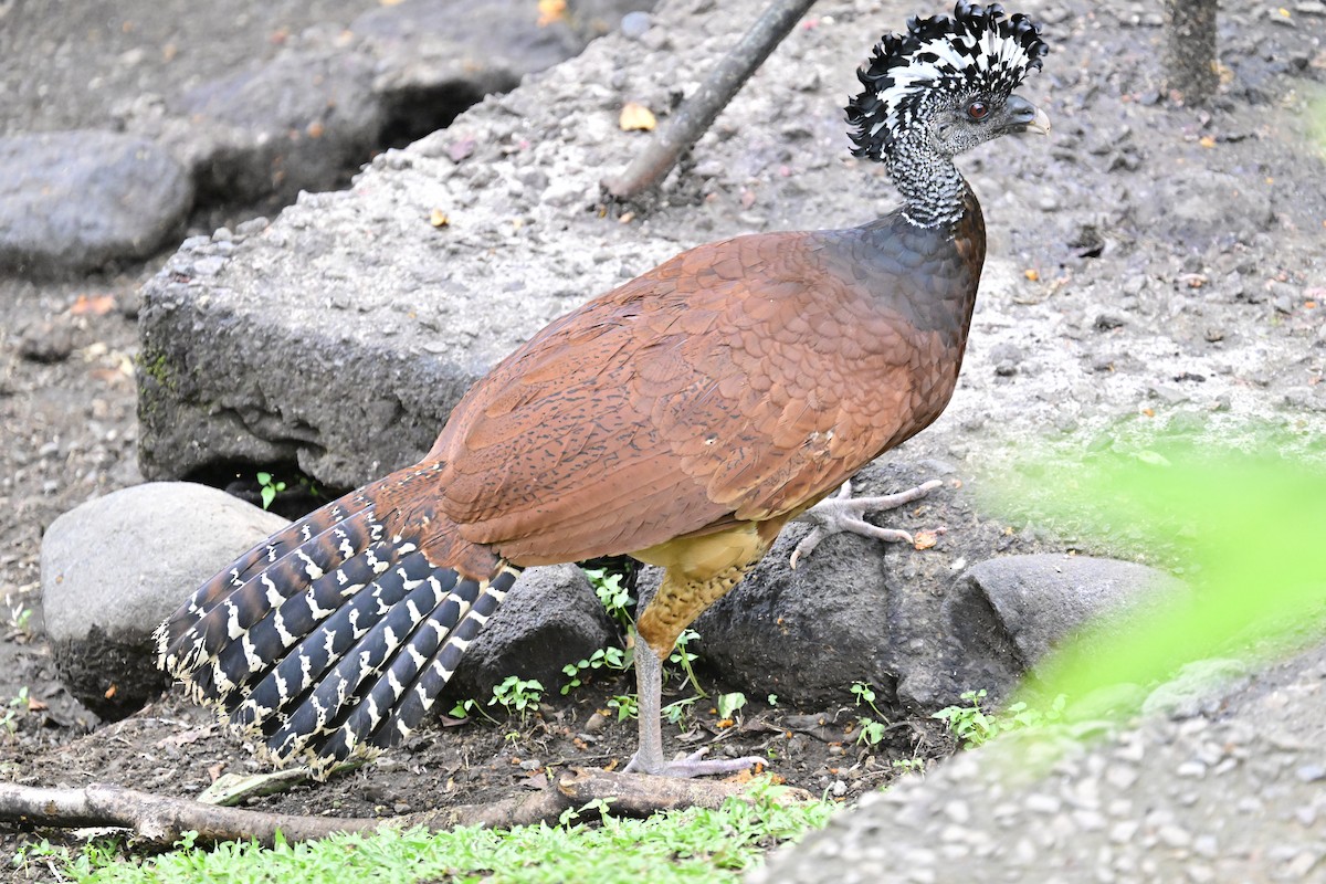 Great Curassow - Vivian Fung