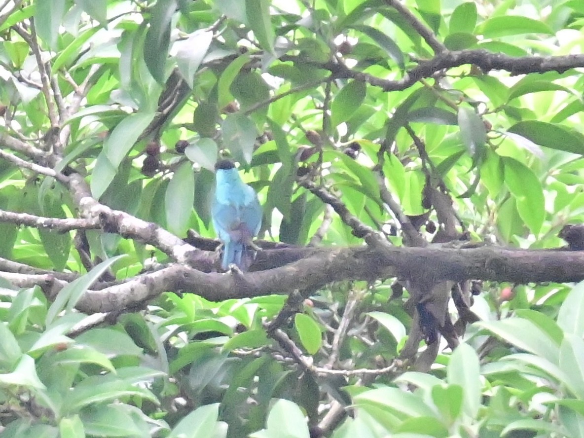 Green Honeycreeper - Vivian Fung