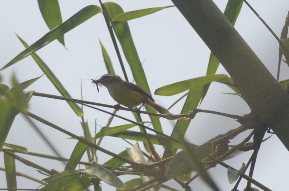 Yellow-bellied Warbler - Chirag Munje