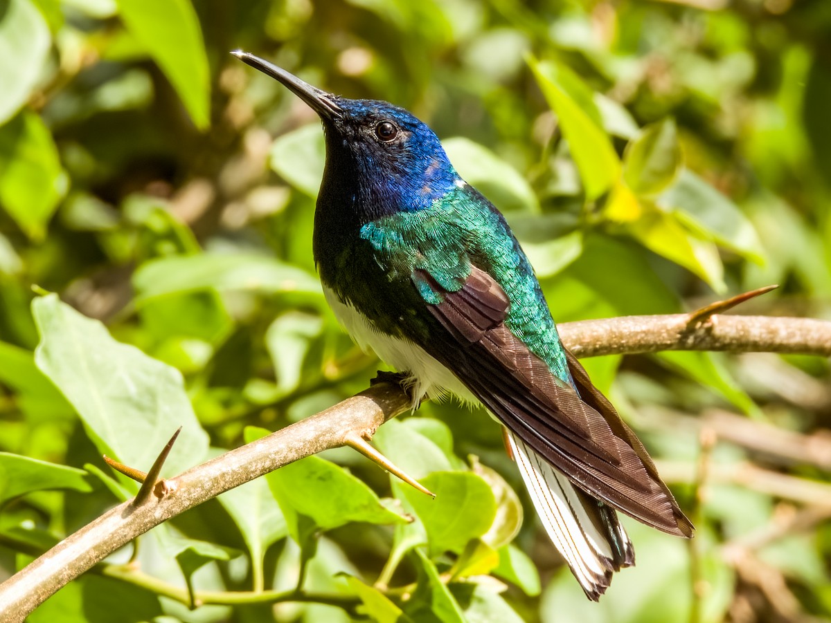 White-necked Jacobin - Imogen Warren