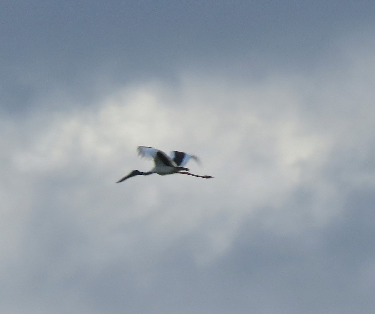 Black-necked Stork - Catherine Hirsch