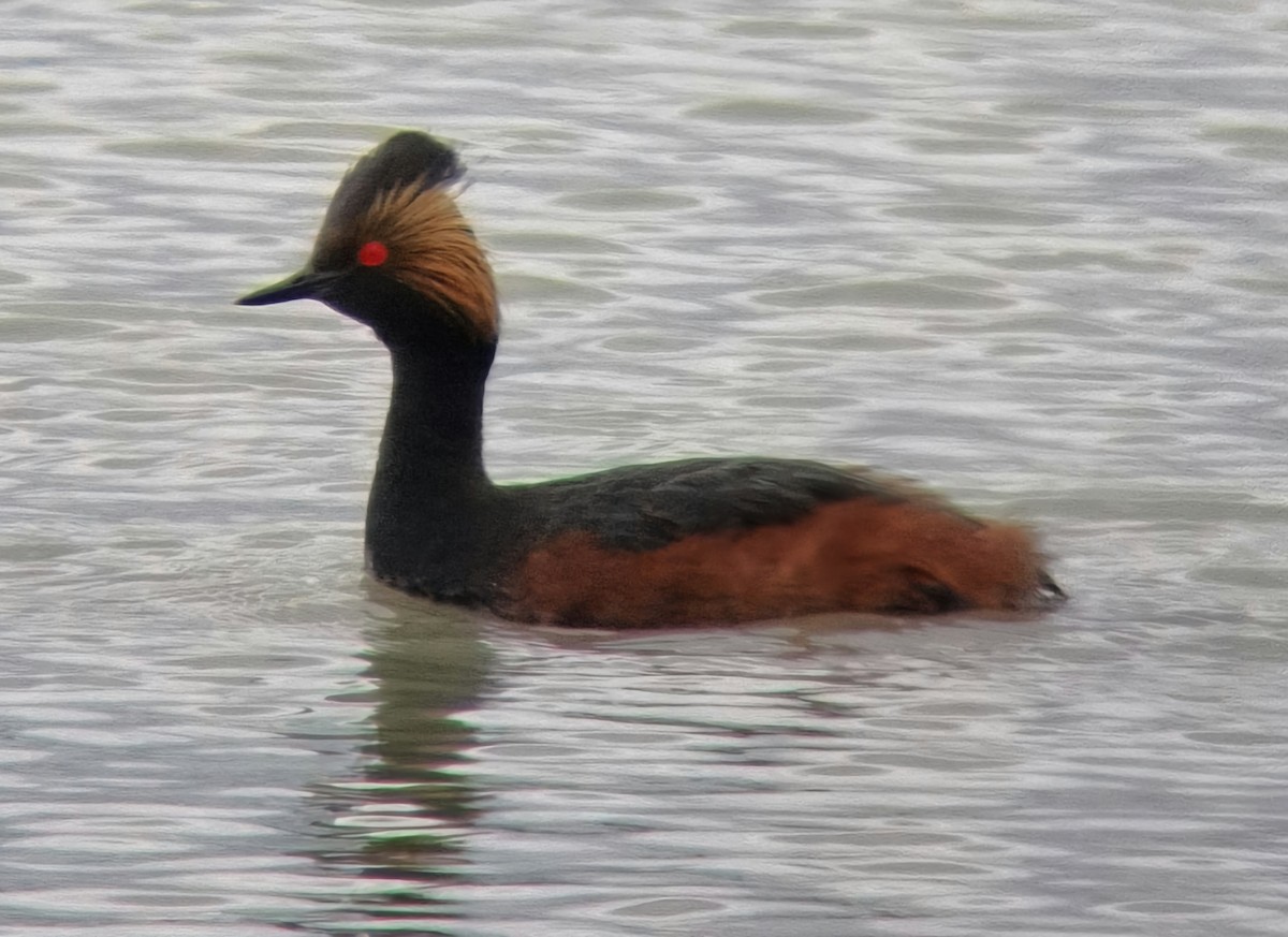 Eared Grebe - BT Bantle