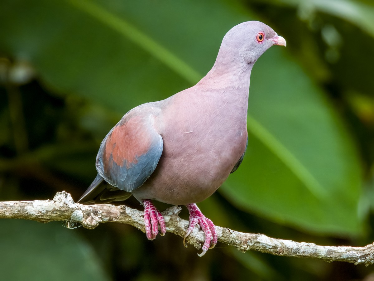 Red-billed Pigeon - Imogen Warren