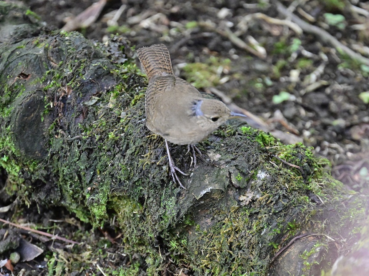 House Wren - Vivian Fung