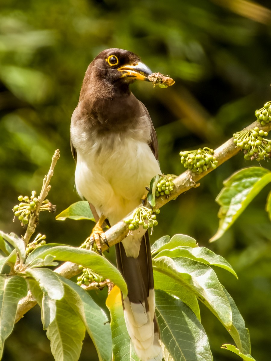 Brown Jay - Imogen Warren