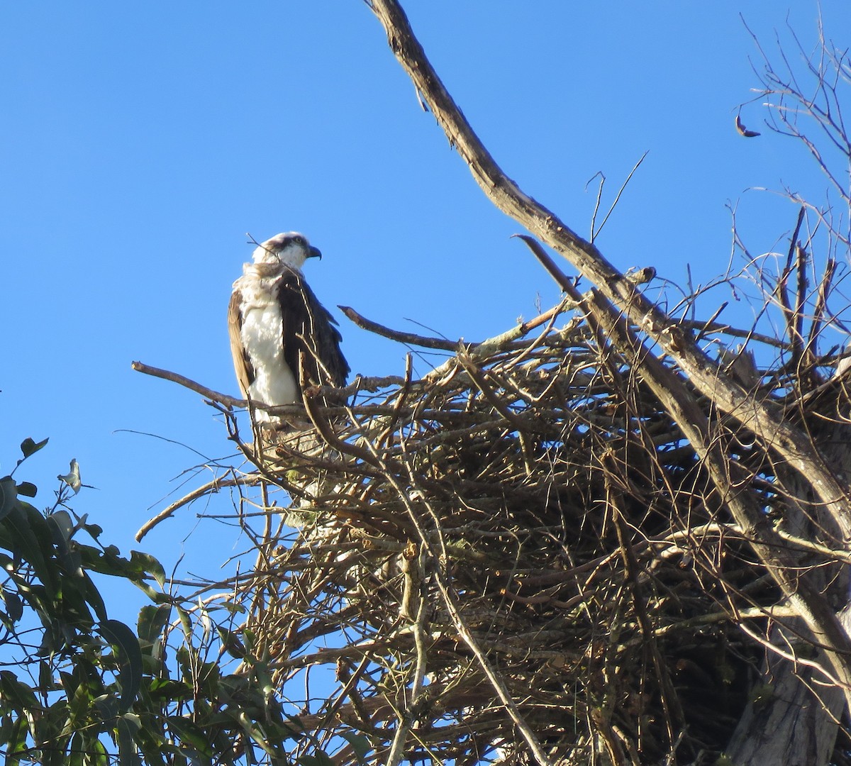 Osprey - Catherine Hirsch